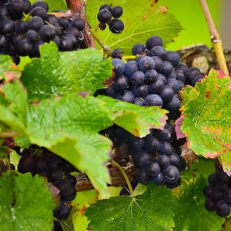 Kuner Weitzel Landgasthof Frohe Einkehr Gbr 3*