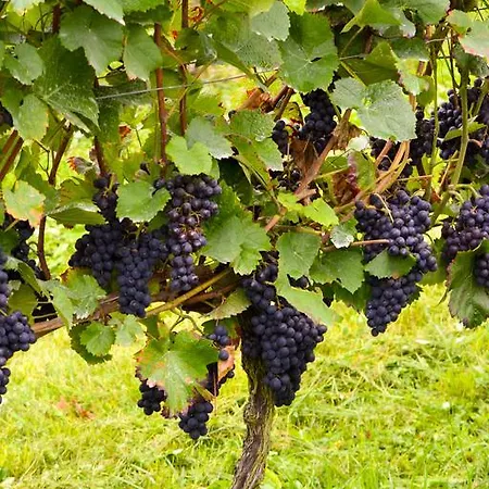 Kuner Weitzel Landgasthof Frohe Einkehr Gbr Hotel Merzhausen