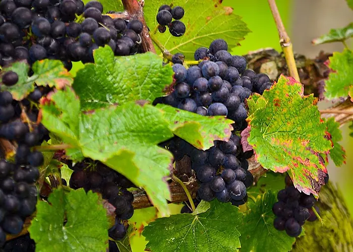 Kuner Weitzel Landgasthof Frohe Einkehr Gbr 3*