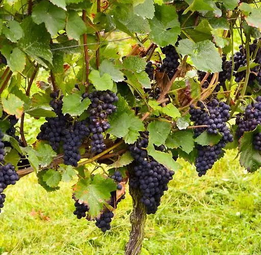 Kuner Weitzel Landgasthof Frohe Einkehr Gbr Hotel Merzhausen